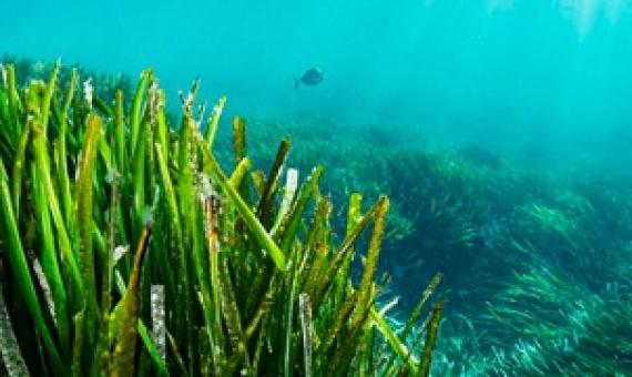 Posidonia seagrass meadows in Ibiza (Spain). Credit - Shane Gross