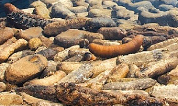 Beche-de-mer harvest reopens. Credit - https://theislandsun.com.sb/