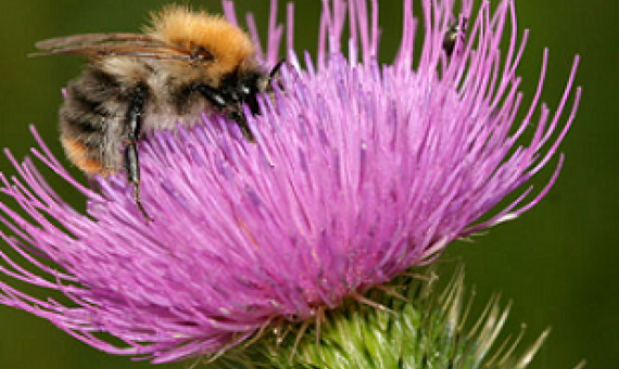 Bumble Bee pollinating flower