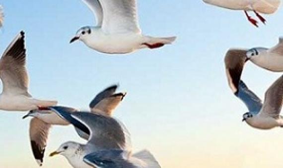 Birds connect our world