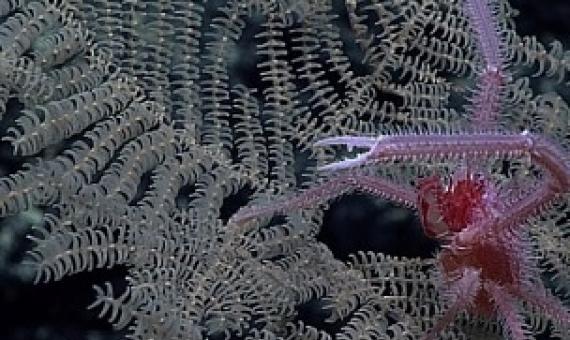 New Black Coral species Umbellapathes litocrada. Credit: Reuters Photo  