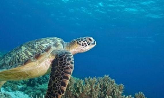 A new initiative aims to protect vast tracts of ocean with the world's seas increasingly under pressure from people and pollution [File: Steve de Neef/Greenpeace via EPA]