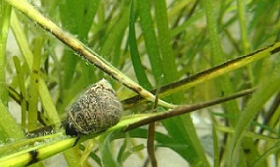 Many animals live in seagrass beds and are thus exposed to microplastic. Credit: Troels Lange/SDU.