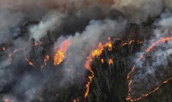 The unprecedented bushfires could affect the diversity of eucalypts for which the Blue Mountains is recognised. Photograph: CPOA Brett Kennedy/Commonwealth of Australia/PA