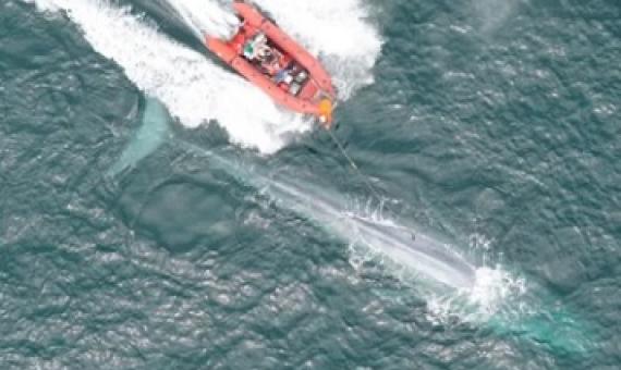 Researchers from the Goldbogen Lab place a suction cup tag on a blue whale in Monterey Bay. (Goldbogen Lab/Duke Marine Robotics and Remote Sensing Lab; NMFS Permit 16111)