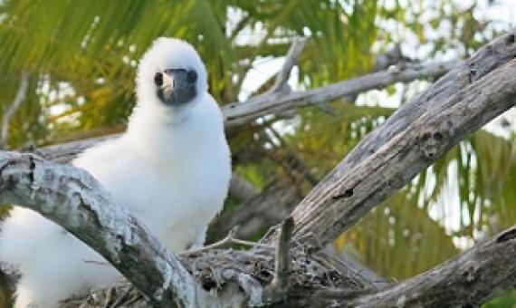 A Booby chick sits on a nest on a rat-free island in the Indian Ocean. Credit - Professor Nick Graham, Lancaster University 