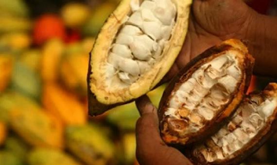 A farmer holding cocoa in Sulawesi, Indonesia, where cocoa production is a major source of livelihood. Credit - Yusuf Ahmad, World Agroforestry