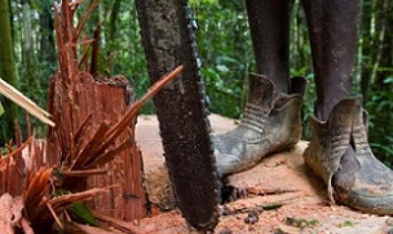 oggers from Turama Forest Industries cut down a tree with a chainsaw in the ‘Turama extension’ logging concession, Gulf Province. These forests are being felled by Turama Forest Industries – a group company of Malaysian logging giant Rimbunan Hijau. Photo by Jeremy Sutton-Hibbert for Greenpeace.