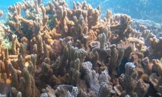 Coral reefs such as this one in the Papahanaumokuakea Marine National Monument provide places for fish to reproduce and sustain the vitality of their populations around Hawaii. Credit - UNESCO via Wikimedia Commons 
