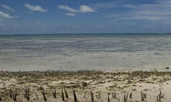 Climate change a 'threat' to Pacific Food Systems. Credit - www.emtv.com.pg