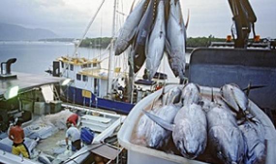 Emergency meeting called on eastern Pacific tuna management. Credit - the Business & Human Rights Resource Centre