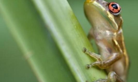 Native to Puerto Rico, the coqui is a tiny frog that has disrupted Hawaii’s ecosystems. Volunteer conservationists work with Hawaii Volcanoes National Park to track and kill the invasive animals. PHOTOGRAPH BY FLORIDA IMAGES, ALAMY STOCK PHOTO