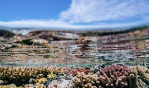Healthy corals at Heron Island, in the southern Great Barrier Reef. Credit: Matthew R. Nitschke