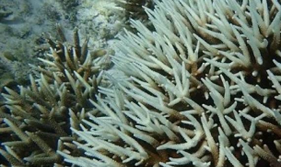 Bleached Staghorn Acroporas in Tumon Bay, Guam. Credit - Guam Bureau of Statistics and Plans.
