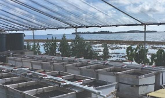 Experimental set-up of mesocosms at the Hawaii Institute of Marine Biology. Credit: Chris Jury, HIMB