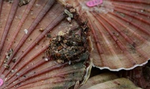 Outrage over commercial fishing in Coromandel rāhui zone. Credit - NIWA