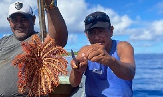 Two men on Pukapuka retrieve a single taramea (crown-of-thorns) from the reef. KO TINGA/21042238