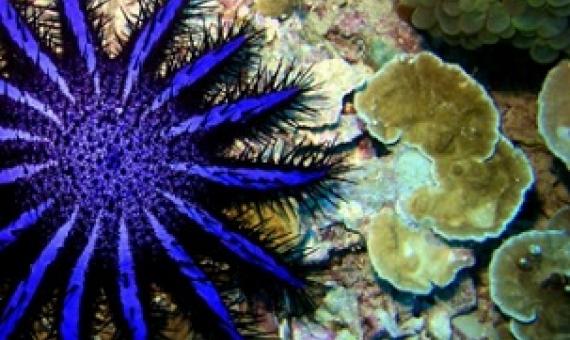 Crown of Thorns Starfish