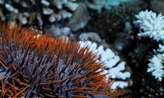 A crown-of-thorns starfish or taramea underwater. Photo: Kōrero O Te `Ōrau