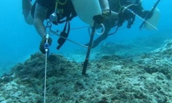 Divers from the U.S. Naval Base Guam Dive Locker conduct crown of thorns culling. Credit - U.S. Naval Base Guam Dive Locker