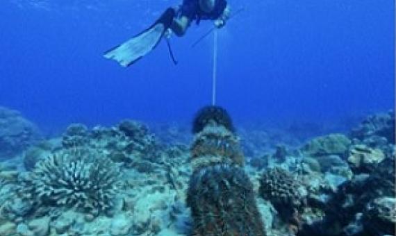 Credit - Konini Rongo