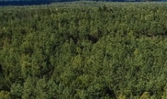  COVID-19 Stimulus Measures Must Save Lives, Protect Livelihoods, and Safeguard Nature to Reduce the Risk of Future Pandemics