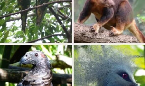 wildlife in the Port Moresby Nature Park. Source - https://www.portmoresbynaturepark.org/