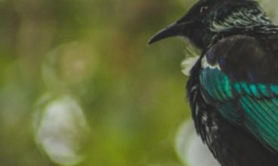 NZ's native birds thrive under Covid-19 lockdown. Photo: 123RF