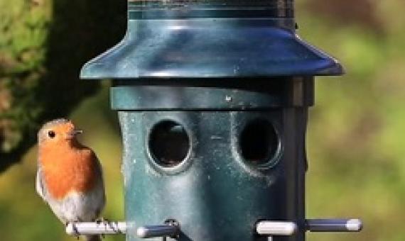 The BBC's Victoria Gill looks at the wildlife species enjoying lockdown