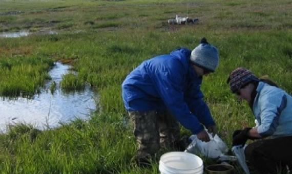 Graduate students Heidi Rantala and Stephanie Parker of the University of Alabama collect benthic samples from the Upper Kuparuk Spring, part of the Arctic Long Term Ecological Research (ARC LTER) site at Toolik Lake. Photo by Jon Benstead, University of Alabama.