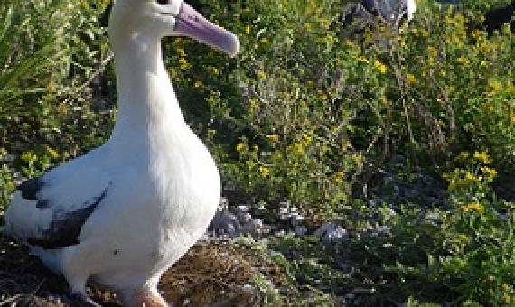 Critically Endangered Short-tailed Albatross incubating an egg. Credit: USFWS/J. Klavitter