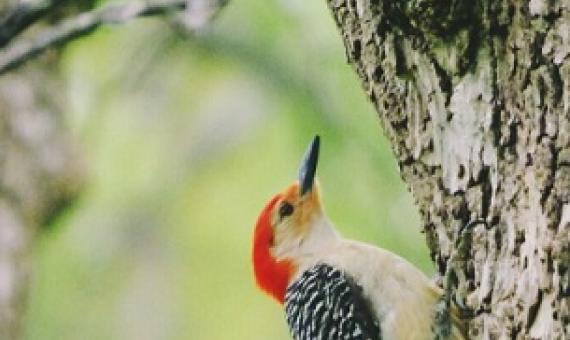 Credit - Flickr Laura Supalla GilChrist