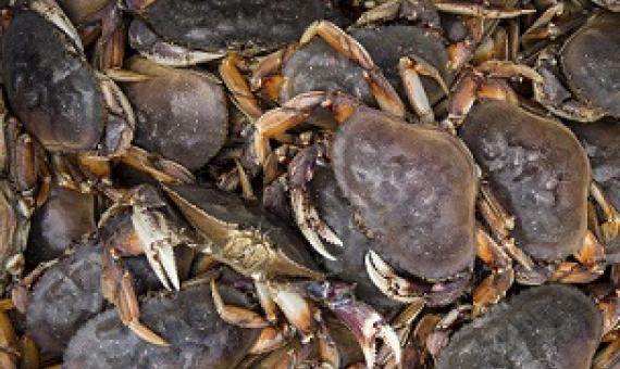 A new study has found that ocean acidification is damaging the shells of young Dungeness crab off the Oregon coast. Credit - TNS