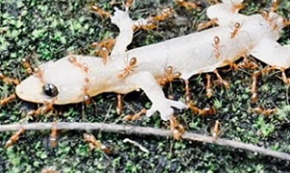 Yellow crazy ants, such as these attacking a gecko, are among thousands of invasive species causing ecological and economic havoc. Dinakarr, CC0, Wikimedia Commons