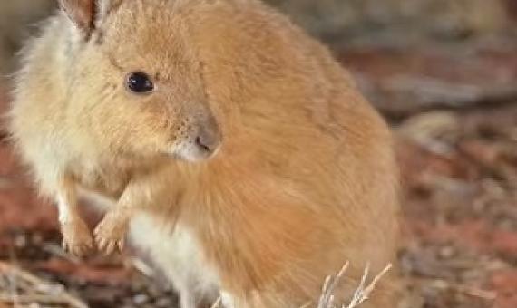 Credit -  Wayne Lawler/Australian Wildlife Conservancy.