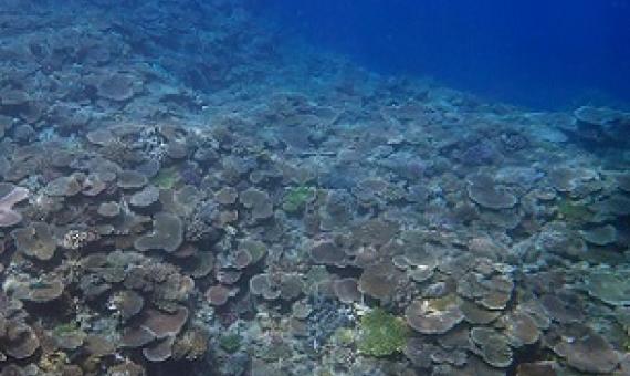 Credit: Okinawa Institute of Science and Technology