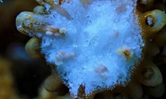 Gamete bundles can be seen in a staghorn coral (Acropora cervicornis) as tiny pink packages of egg and sperm. These are released during “spawning,” the process of coral sexual reproduction. HANNA KOCH/Mote Marine Lab