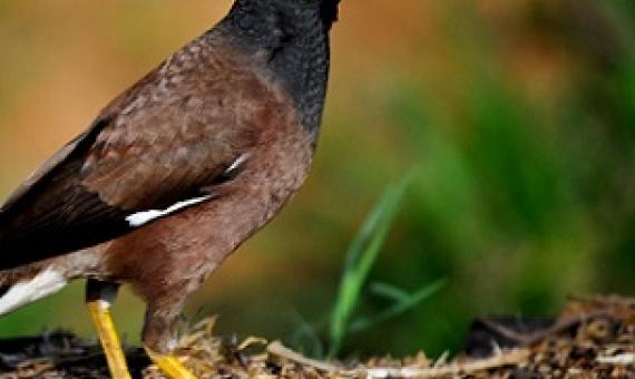 Indian Myna bird. Credit - T G Santosh (CC BY-SA 3.0)