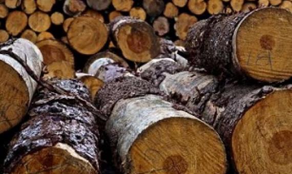 Logs from a community forest in Oaxaca, Mexico. Credit: Reem Hajjar, OSU College of Forestry