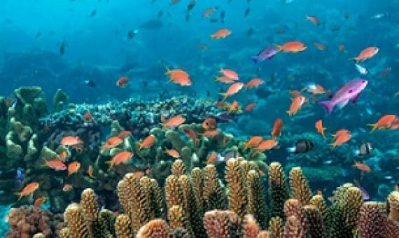 Fish stocks have returned to the Namena reserve and vaut-i-ra conservation park off Fiji. Credit - Tom Vierus