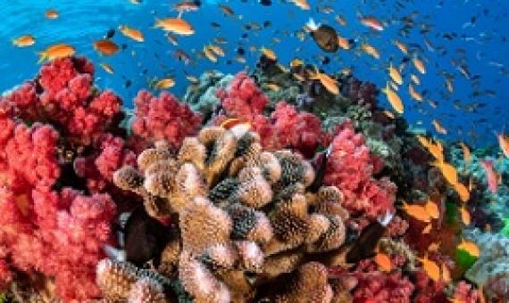 The coral reefs around Fiji cover 3,800 square miles and face threats from climate change, overfishing, and pollution. PHOTOGRAPH BY GREG LECOEUR, NAT GEO IMAGE COLLECTION