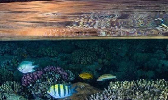 Coral reefs harbour the highest biodiversity of any ecosystem globally. Credit - Ocean Image Bank/Brook Peterson