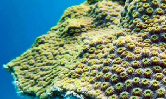 "Corals are the foundation for one of the most important ecosystems in the world," says Todd LaJeunesse. "They support significant amounts of biodiversity, protect our shorelines from storms, provide habitat for our fisheries, and boost our economies with their opportunities for tourism." (Credit: Penn State)