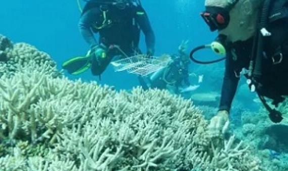 Divers examining coral for the Biobank project. Photograph: Great Barrier Reef Legacy