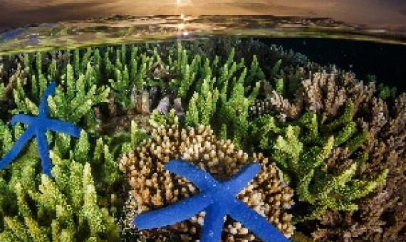 A coral reef in Indonesia. Credit - Grant Thomas / Coral Reef Image Bank.