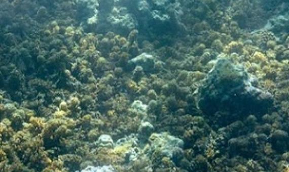 Seaweed can quickly take over a reef after a disturbance. Credit: Jeff Liang