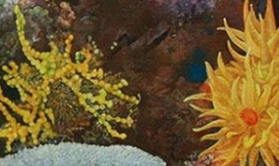 World Needs Alternatives to Protect Rainforests of the Sea: Policy Brief. Credit - Photo by IISD/ENB | Kiara Worth - 