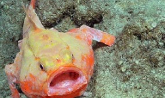 Coffinfish, like this one recorded on the expedition, are rarely seen alive in Australian waters.(Supplied: Schmidt Ocean Institute)