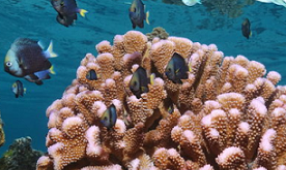 Coral reefs and Ocean acidification 