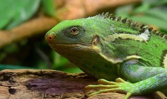 The Fiji crested iguana — which mostly lives on just one island — may soon need to find a new home. (Wikimedia Commons)